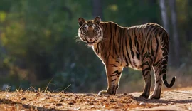 Tigre que matou 13 pessoas é capturado na Índia