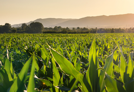 Valor da Produção Agropecuária de 2023 é estimado em R$ 1,148 trilhão