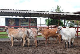 Serviço de pós-venda é diferencial  no Leilão Genética de Berço