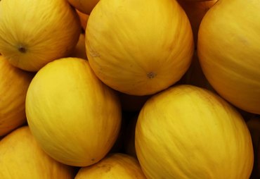 Nordeste se destaca na produção nacional de dez culturas agrícolas