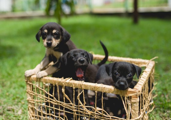 Todos os domingos na orla da Ponta Verde acontecerá feira de adoção de cães e gatos