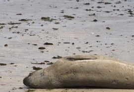 Xuxa cobra justiça por morte brutal de animal em praia de Alagoas