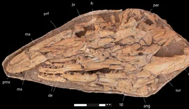 Cientistas identificam ''Tiranossauro dos oceanos''