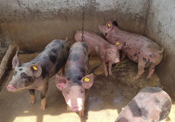 Cooperado da CPLA mostra resultados após seguir recomendações técnicas