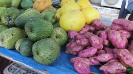 Circuito de Feiras começa por Piranhas com novo formato; confira