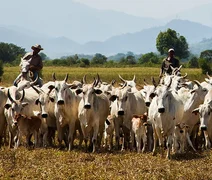 Mesmo com queda no rebanho, leite gera R$ 1,3 bilhão em Alagoas em 2024