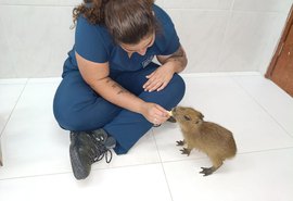 Filhote de capivara resgatado em Alagoas é transferido para zoológico em Fortaleza