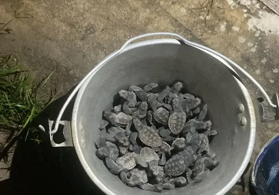 Filhotes de tartaruga morrem atropelados em Guaxuma por causa de fotopoluição