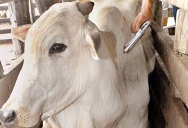 Adeal informa que criador tem até o dia 30 para declarar vacinação de gado