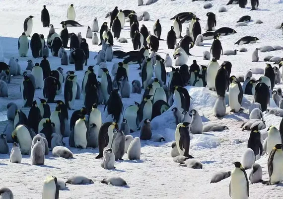 Fezes de pinguins revelam impactos do clima na Antártida