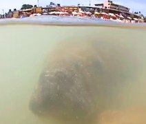 Vídeo: Peixe-boi é avistado na Praia da Sereia e encanta banhistas