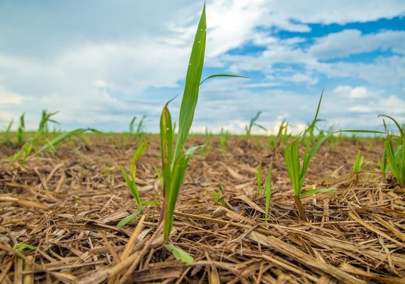 Fornecedores iniciam plantio de inverno da cana