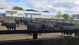 Embrapa avalia temperamento de bovinos da raça Brangus