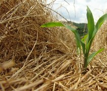 Plantio direto contribui com menos emissões no Cerrado