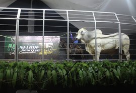 Leilão Nelore Positivo registra aumento de 38% nas vendas em 2019