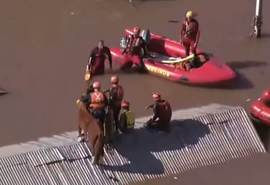 Cavalo ilhado em Canoas é resgatado; veja vídeo