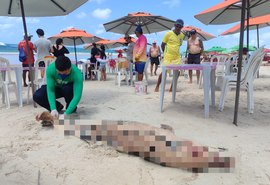 Golfinho é encontrado morto na Praia do Francês, em Marechal