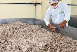Coopaiba processa 600 mil quilos de coco e supera 1,2 milhão de frutos