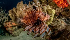 Peixe invasor avança pela costa brasileira e ameaça biodiversidade marinha