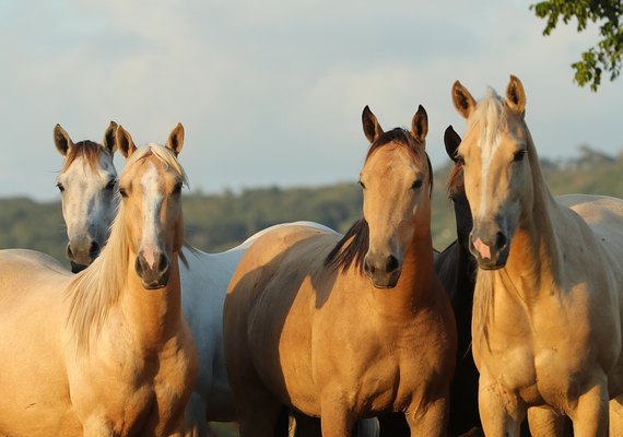 6º Alagoas Quarter Horse enaltece produção QM de Alagoas