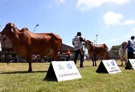 Domício Silva destaca potencial da Expoalagoas Genética