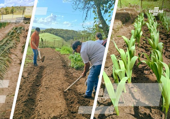Projeto de flores temperadas avança com 60 mil mudas vendidas e R$ 100 mil em receita