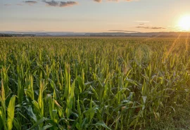 Agropecuária brasileira enfrenta crise com crédito limitado e dívidas em alta