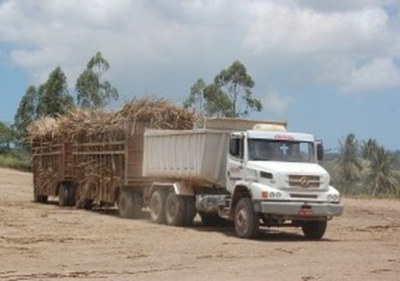 A usina Pindorama registra a segunda maior safra de cana da história