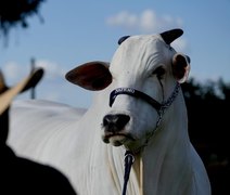 Medidas da União Europeia contra carne brasileira reacendem impasse em acordo