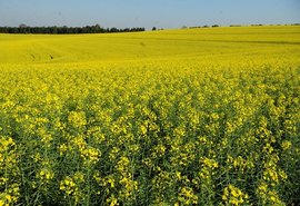 Cultivo de canola avança no Brasil e ganha espaço no campo