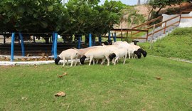 Telão no Parque da Pecuária irá acompanhar Leilão Pé na Areia