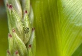 Saiba como controlar o 'pulgão'