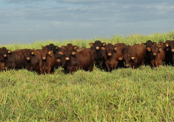 Pacote genético Santa Gertrudis da Fazenda Mangabeira reforça desempenho para cruzamento industrial