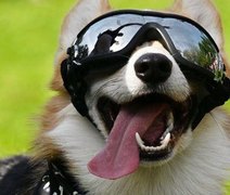 Cães processam a fala de forma semelhante aos humanos, revela estudo