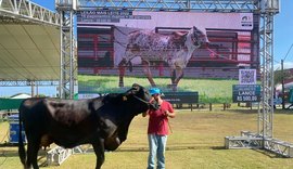 Leilão Mais Leite promove raças gir e girolando na Expoagro-AL