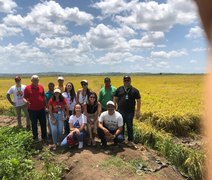 Visita técnica avalia arroz da agricultura familiar