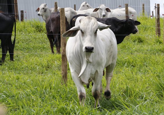 1º Leilão Brahman e Nelore disponibiliza lotes para atender necessidade dos produtores