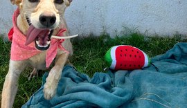 Feira de adoção leva cães e gatos ao Graciliano Ramos neste sábado
