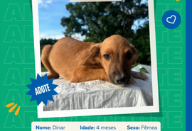 Programa Adote Um Animal inicia divulgação dos cães e gatos aptos para adoção