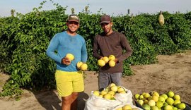 Fruticultura impulsiona renda e exportações no Agreste de Alagoas com abacaxi e maracujá