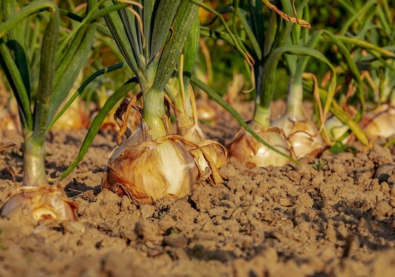 Zoneamento Climático agora abrange o cultivo de cebola