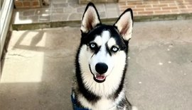Fogos com estampido assustam husky e morte de cão comove Maceió