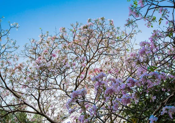 Primavera começa oficialmente no Brasil neste domingo (22)