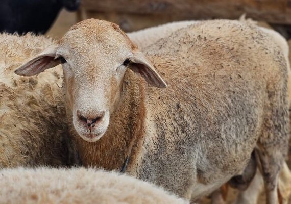 Cooperfal aposta na ovinocultura para produção de cordeiros de qualidade em AL