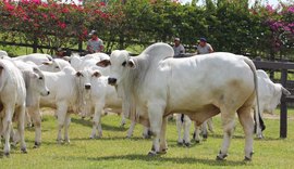 Leilão IBC aposta no bom momento da pecuária de corte