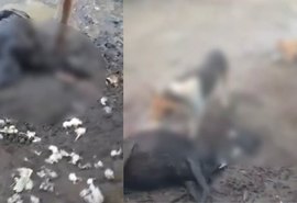 Ovelhas são mortas durante a madrugada e levanta rumores de 'Chupa Cabra'