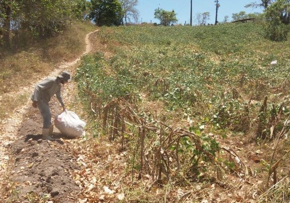 Alagoas fará distribuição de 1.250 toneladas de sementes