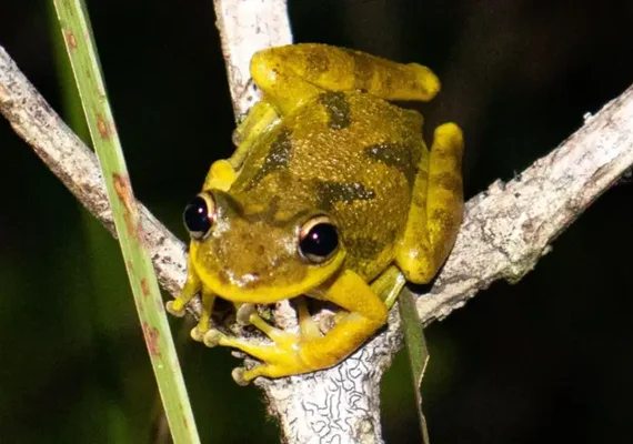 Pesquisa da UFPA identifica microplásticos em girinos da Amazônia