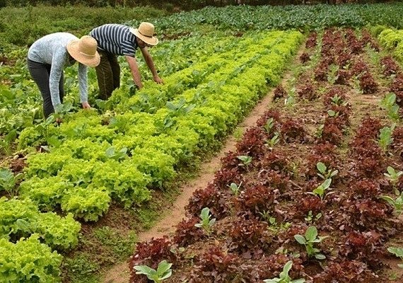 Saiba a importância da agricultura familiar para o agro