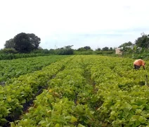 CMN prorroga parcelas de crédito rural a afetados por seca no Nordeste